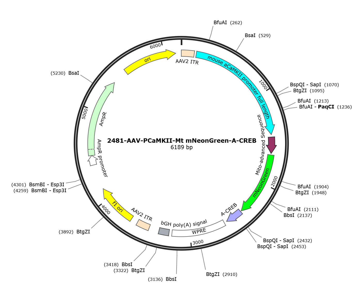 AAV-PCaMKII-Mt mNeonGreen-A-CREB载体图谱.png
